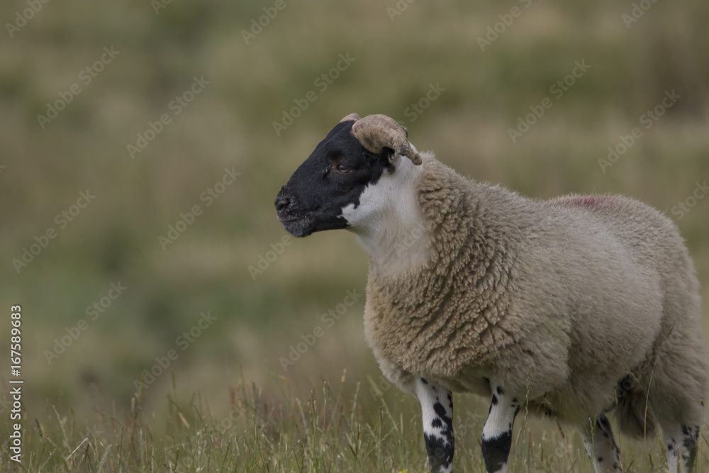 Fototapeta premium scottish blackface sheep