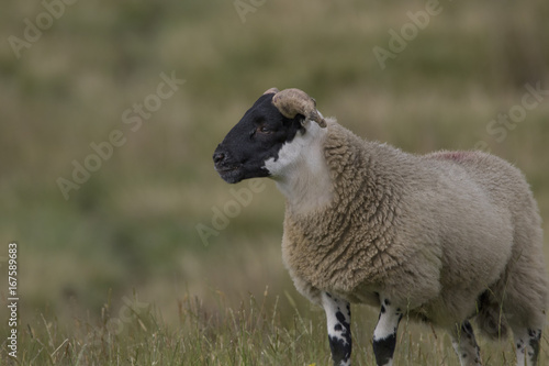 scottish blackface sheep