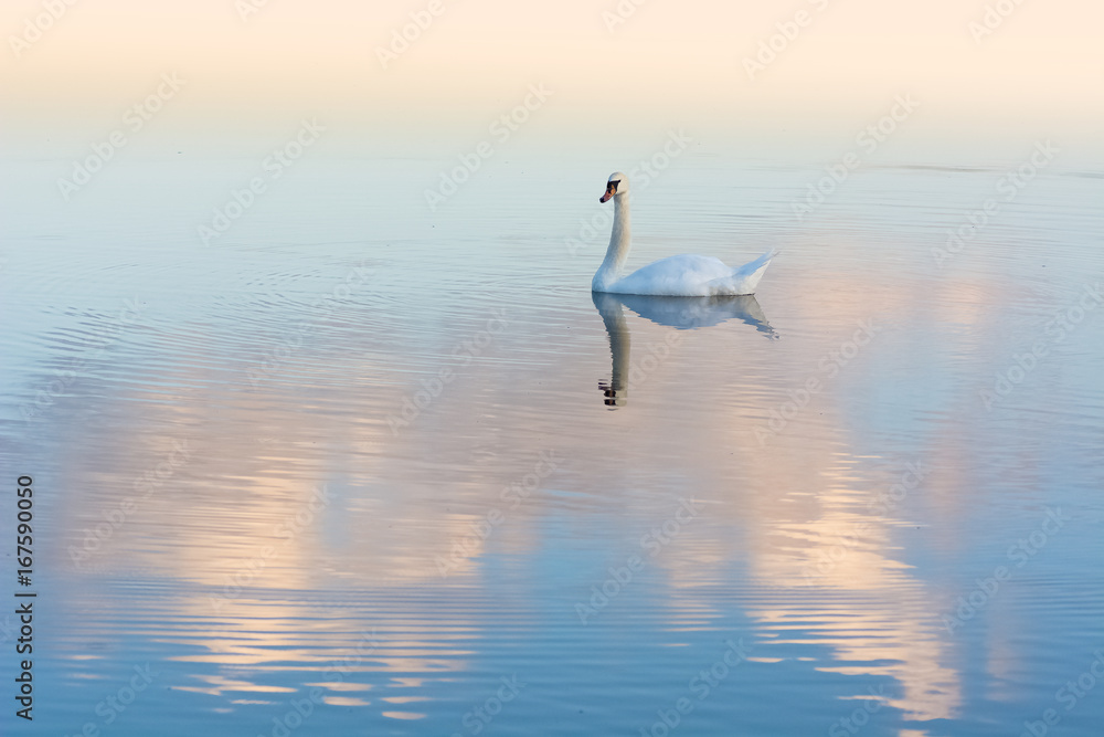 Rose clouds and white swan reflection on water
