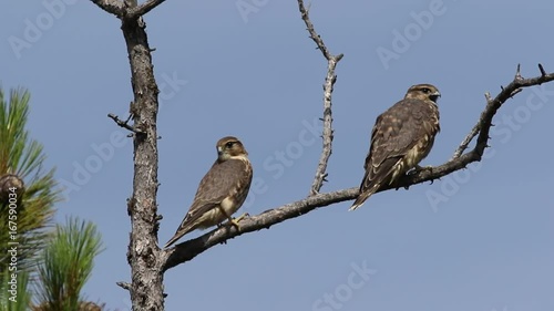 Wallpaper Mural Falco columbarius. Two falcons Merlins sitting on the dry branches in Siberia Torontodigital.ca
