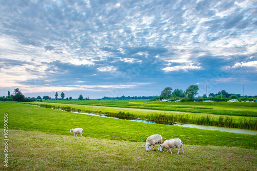 Bilde på lerret Sheeps in nature on meadow. Farming outdoor, Holland, Netherland.