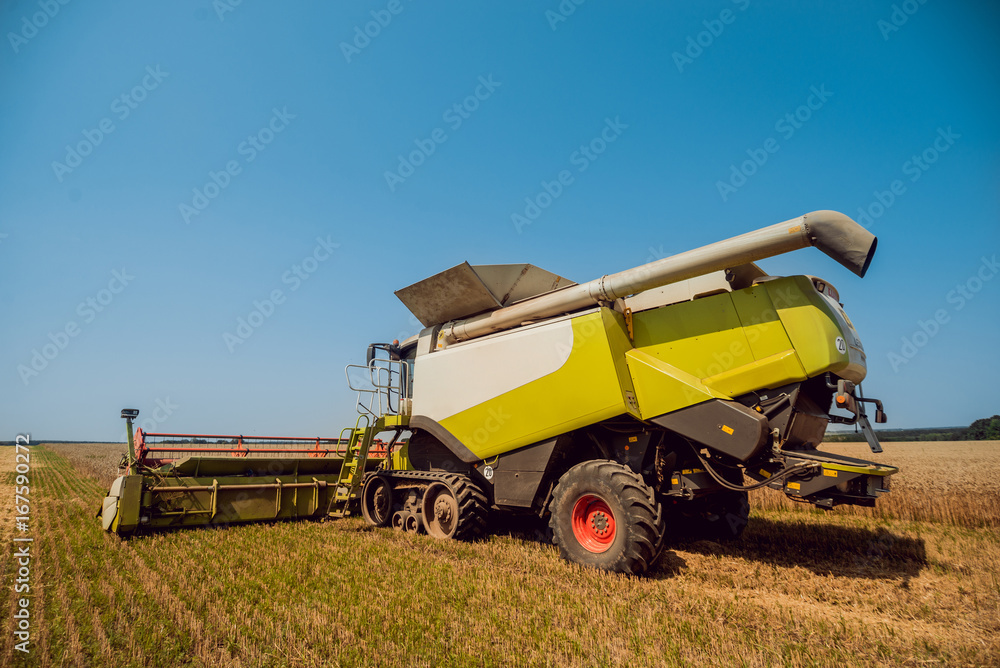 Obraz premium Combine harvester in action on wheat field. Process of gathering a ripe crop.