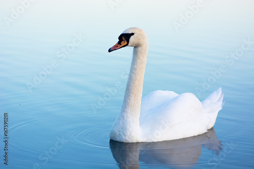 Fototapeta Naklejka Na Ścianę i Meble -  White swan on a blue water swimming