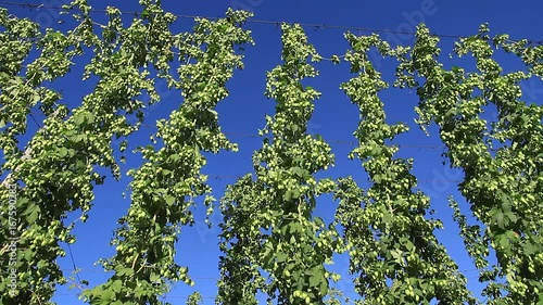 Plantas trepadoras de lupulo