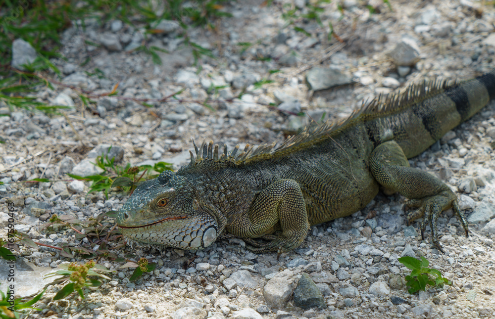 Amazing look at an iguana posing in thick rock and green grass. Amazing look at an iguana posing in thick rock and green grass.