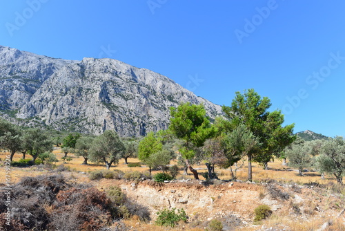 Olivenbäume im Gebirgsmassiv der Insel Samos 
