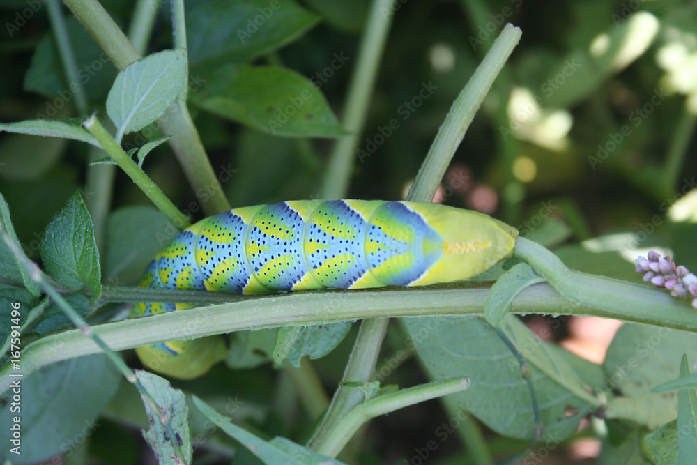 Bruco di farfalla sfinge testa di morto o Acherontia atropos si nutre su pianta di patata Stock