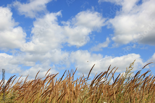 landscape in a field on a background of clouds
