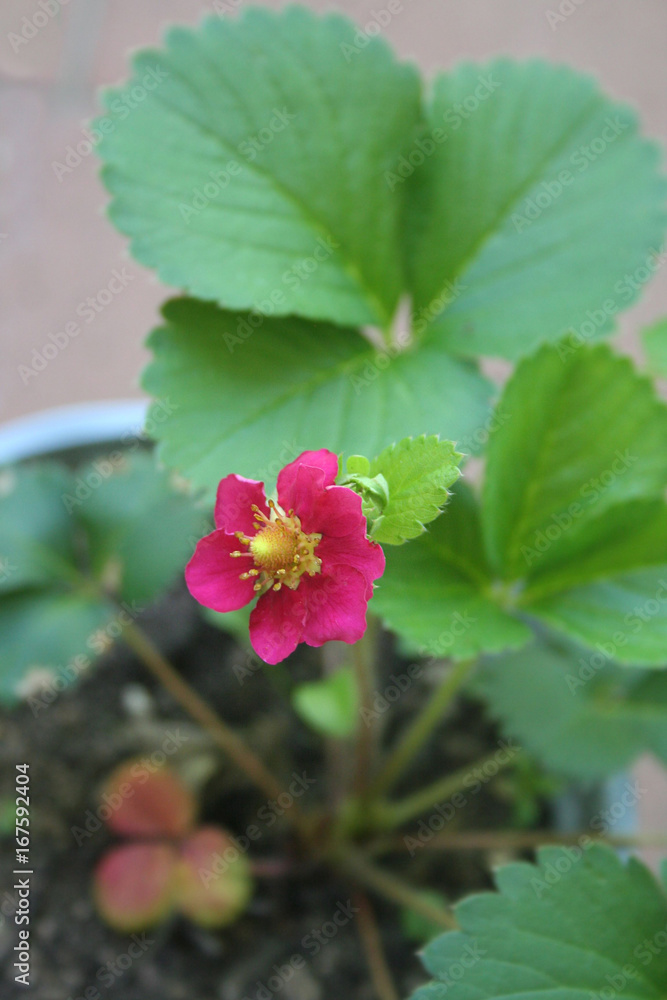 Pianta di fragola con fiore rosa in vaso Pianta di fragola con fiore rosa in vaso