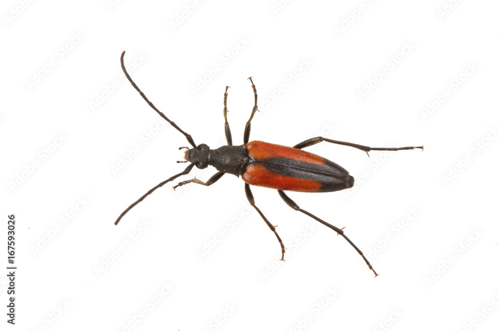 Beetle (Stenurella melanura) on a white background Beetle (Stenurella melanura) on a white background