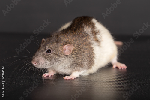 domestic rat closeup