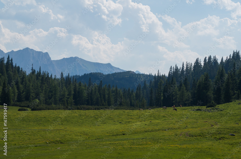 Cattle grazing on a high alpine meadow with hazy mountains in the background