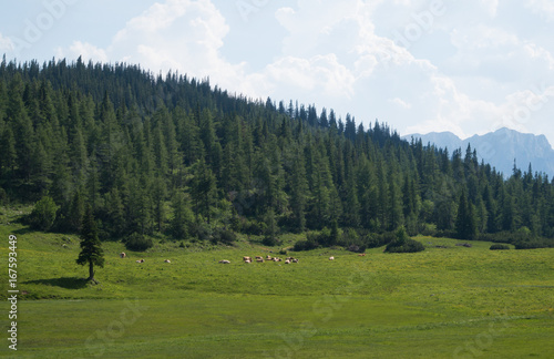 Cattle grazing on a high alpine meadow