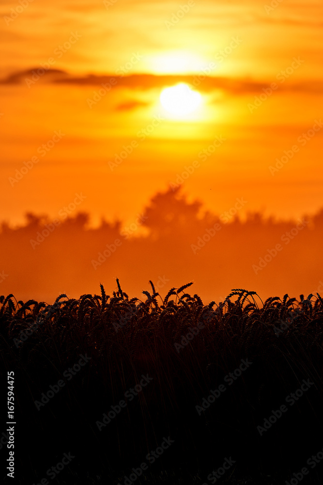 wheat field in sunset before harvest