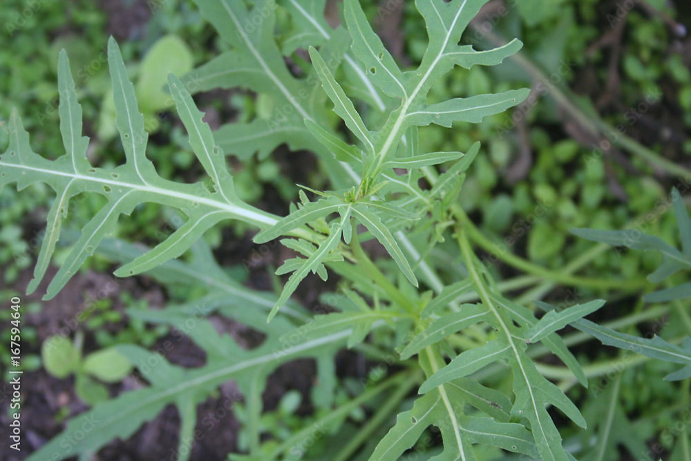 Rucola o Ruca o Ruchetta nell'orto. Insalata dalle foglie verdi Rucola o Ruca o Ruchetta nell'orto. Insalata dalle foglie verdi
