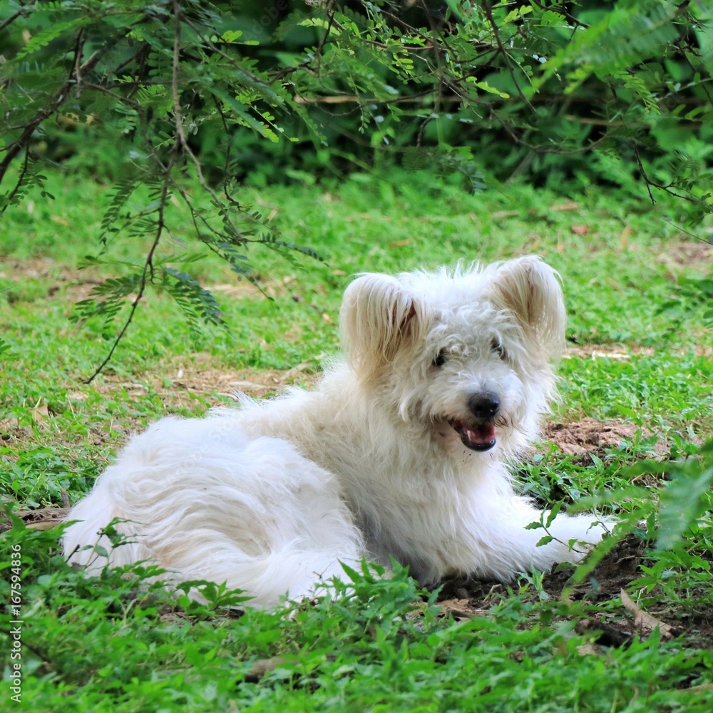 A cute white dog lying on the green grass under the tree. A cute white dog lying on the green grass under the tree.