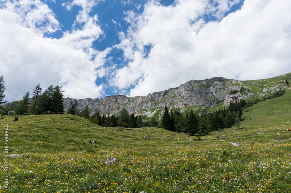 Alpine meadow covered in flowers