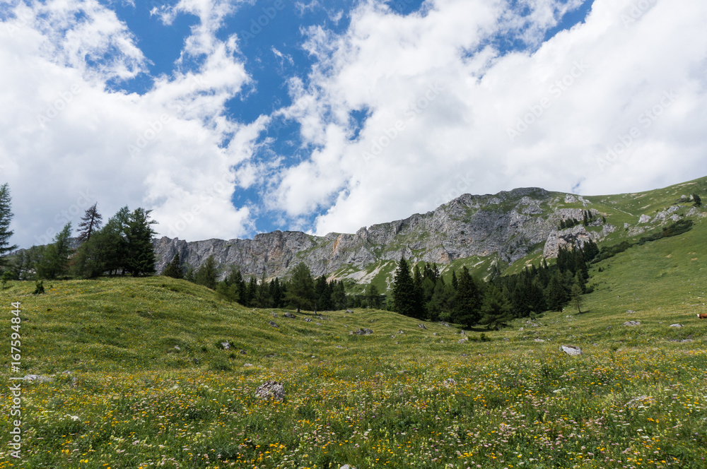Alpine meadow covered in flowers Alpine meadow covered in flowers