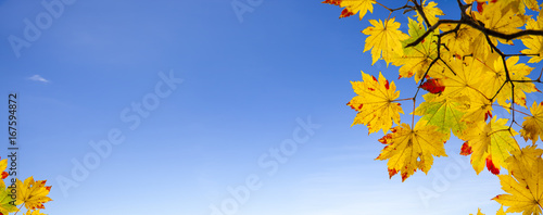 easy picture beautiful maple autumn landscape background