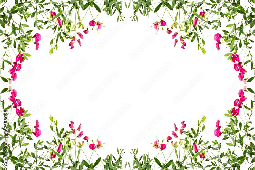Frame with flowering pink pea shoots on a white background.