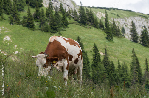 Lone cow grazing in the Alps