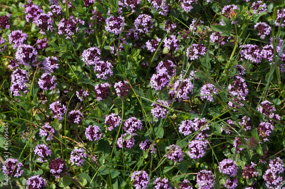 Fototapeta premium Small violet alpine flowers