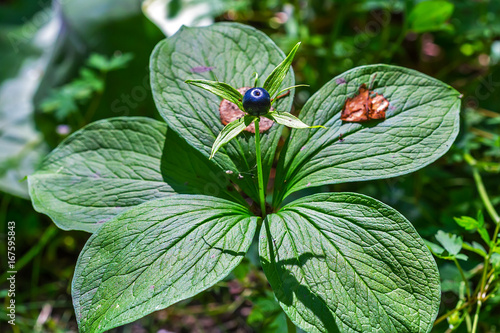 Poisonous plant Raven's eye four-leaf (lat. Paris quadrifolia) photo