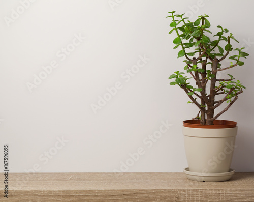 Wooden shelf with plant