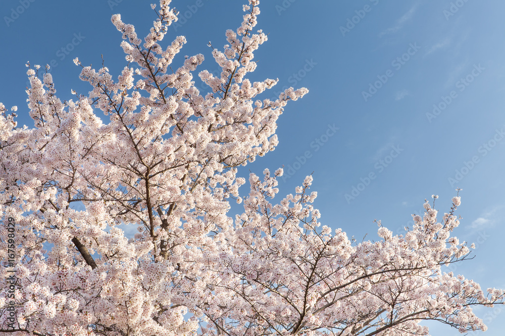 Beautiful cherry blossom sakura with nice blue sky.. Beautiful cherry blossom sakura with nice blue sky..
