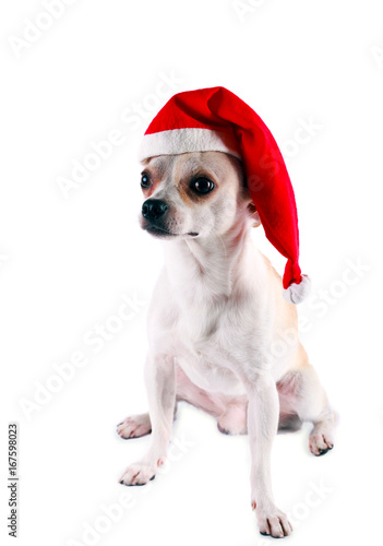 Little dog chihuahua in a Santa hat © manyakotic