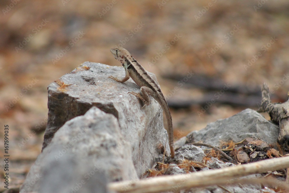 Chillin Lizzard_Bosque Protector Cerro Blanco Chillin Lizzard_Bosque Protector Cerro Blanco