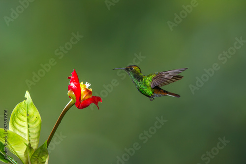 Konstfotografi colibrì hummingbirds Costa Rica