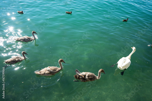swan familiy at lake zurich in switzerland