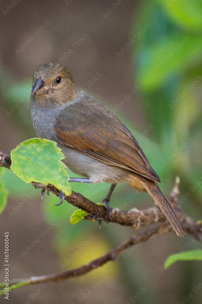 Guadeloupe, Rouge-gorge femelle Guadeloupe, Rouge-gorge femelle