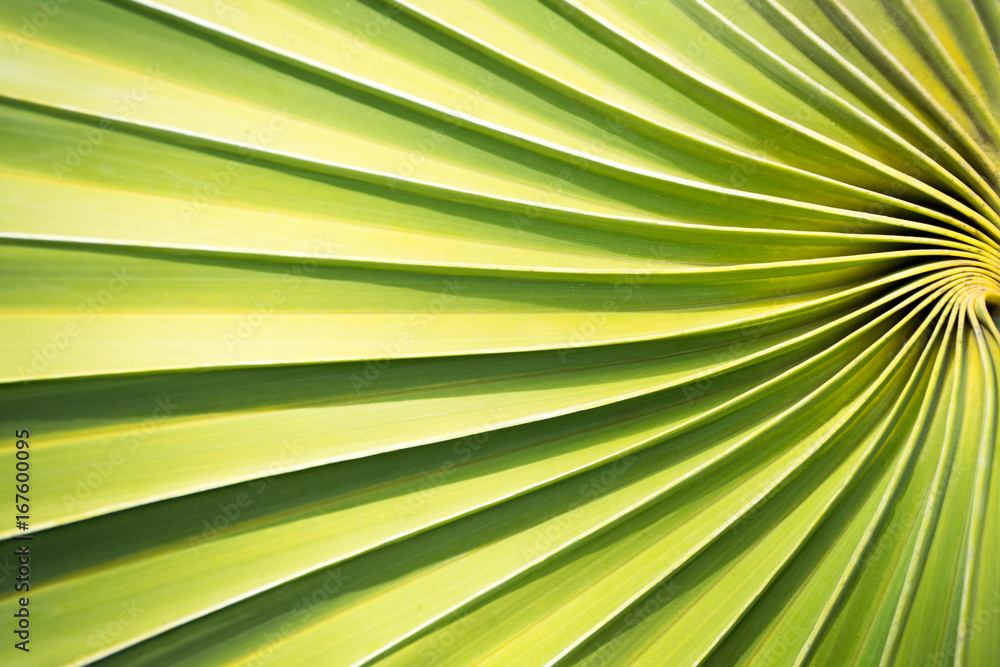Obraz premium Sunlight on green leaves make a beautiful shiny leaves,Natural background texture