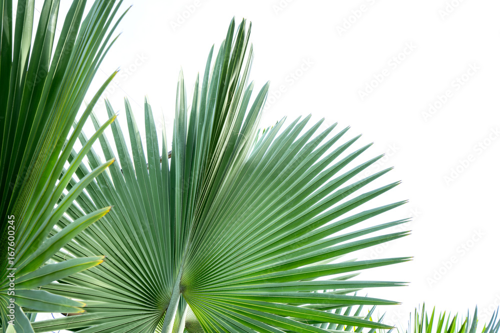 Fiji fan palm isolated on white background Fiji fan palm isolated on white background