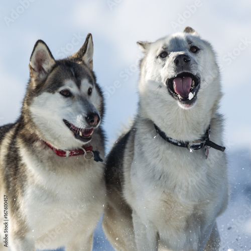 Cane alaskan husky esquimese 