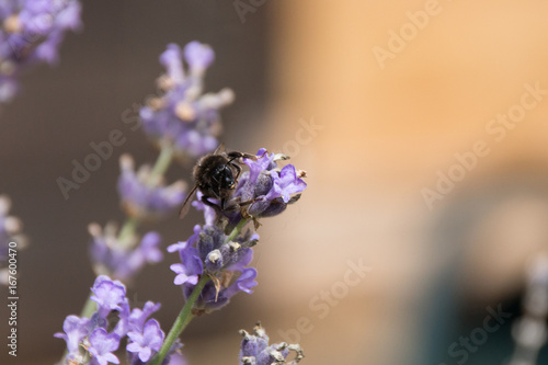 bourdon