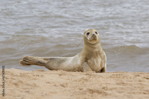  A Grey Seal, Halichoerus grypus, relaxing on the beach.