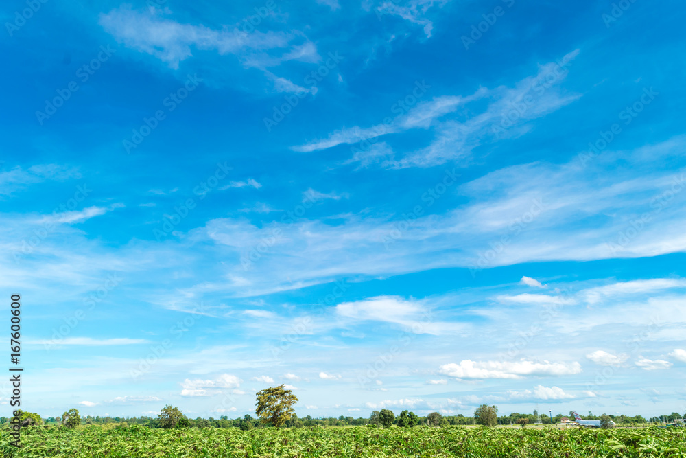 Obraz premium Blue sky and cloud with tree. landscape background.