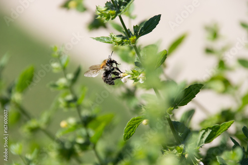 abeille