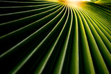 Sunlight on green leaves, Natural background texture, Pritchardia pacifica, Fiji fan palm