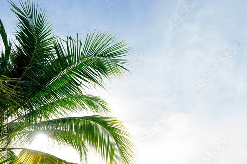 coconut leaf on sky background © Worawut