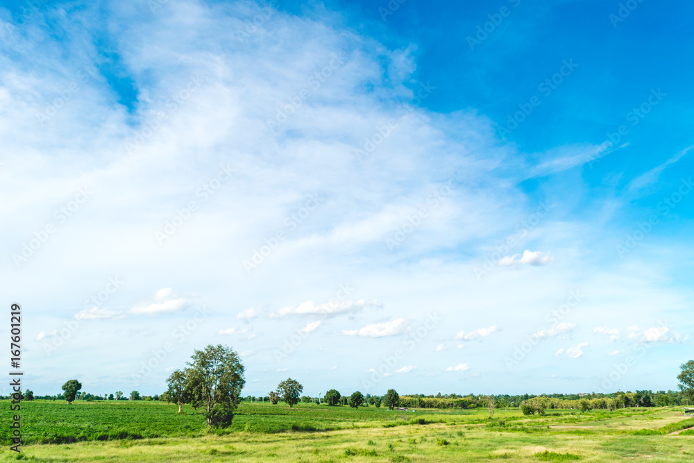 Obraz premium Blue sky and cloud with tree. landscape background.