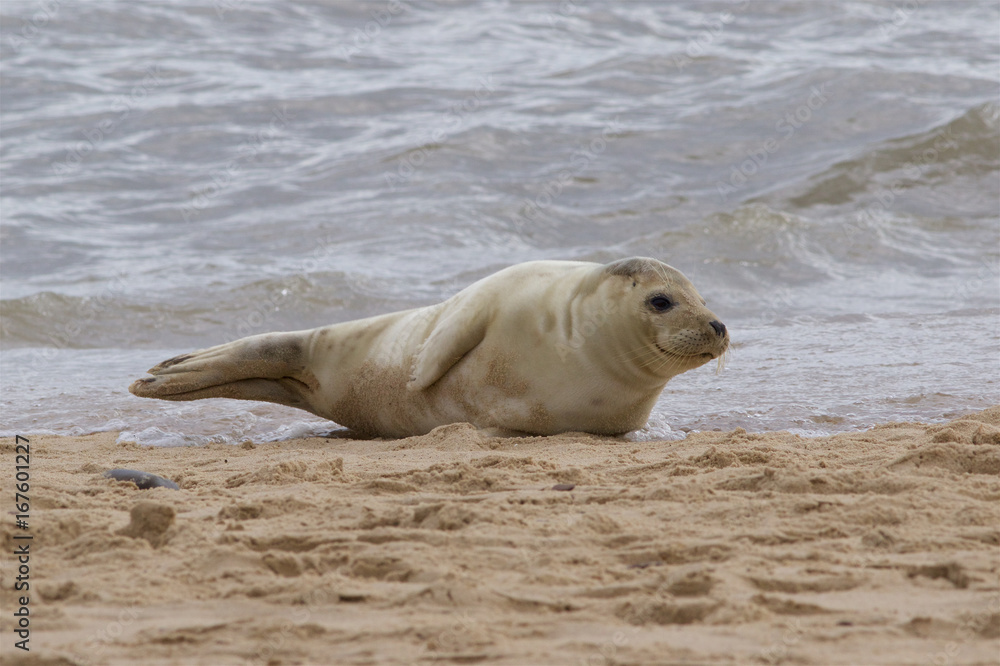 Fototapeta premium A Grey Seal, Halichoerus grypus, relaxing on the beach.
