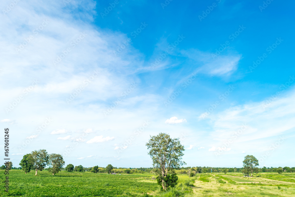 Obraz premium Blue sky and cloud with tree. landscape background.