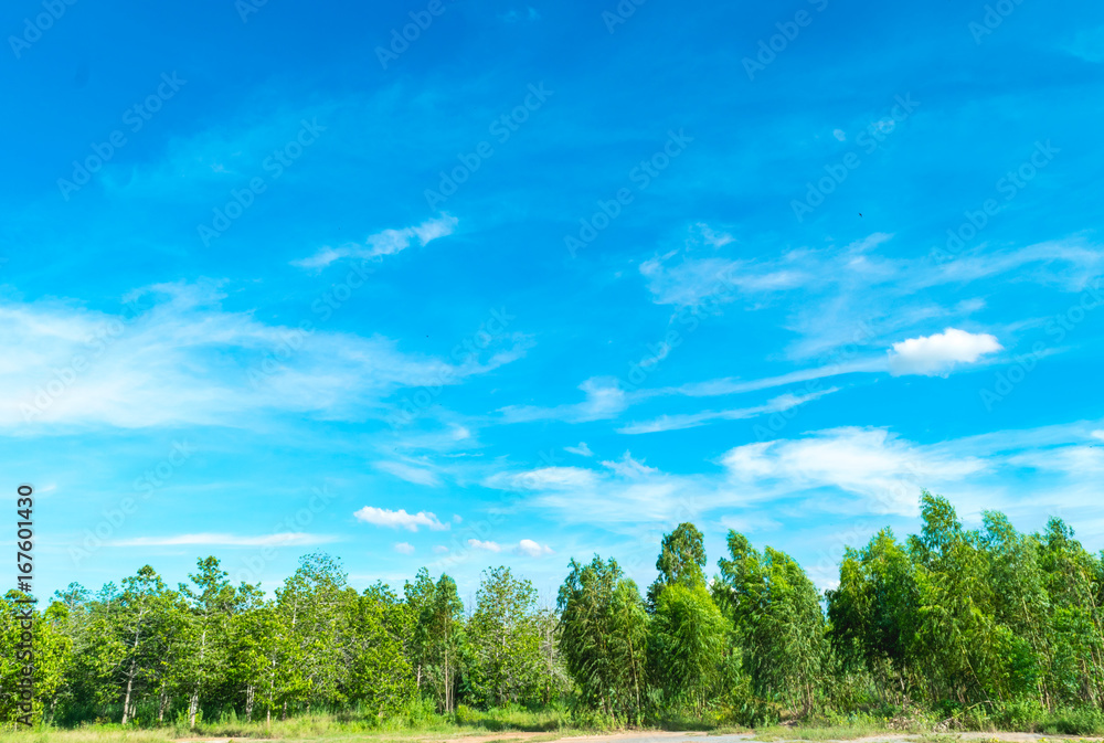 Blue sky and cloud with tree. landscape background.