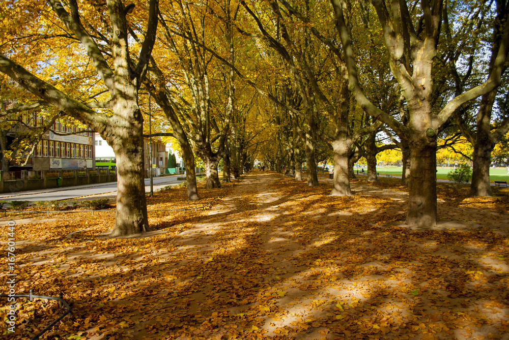 Naklejka premium park jesienią