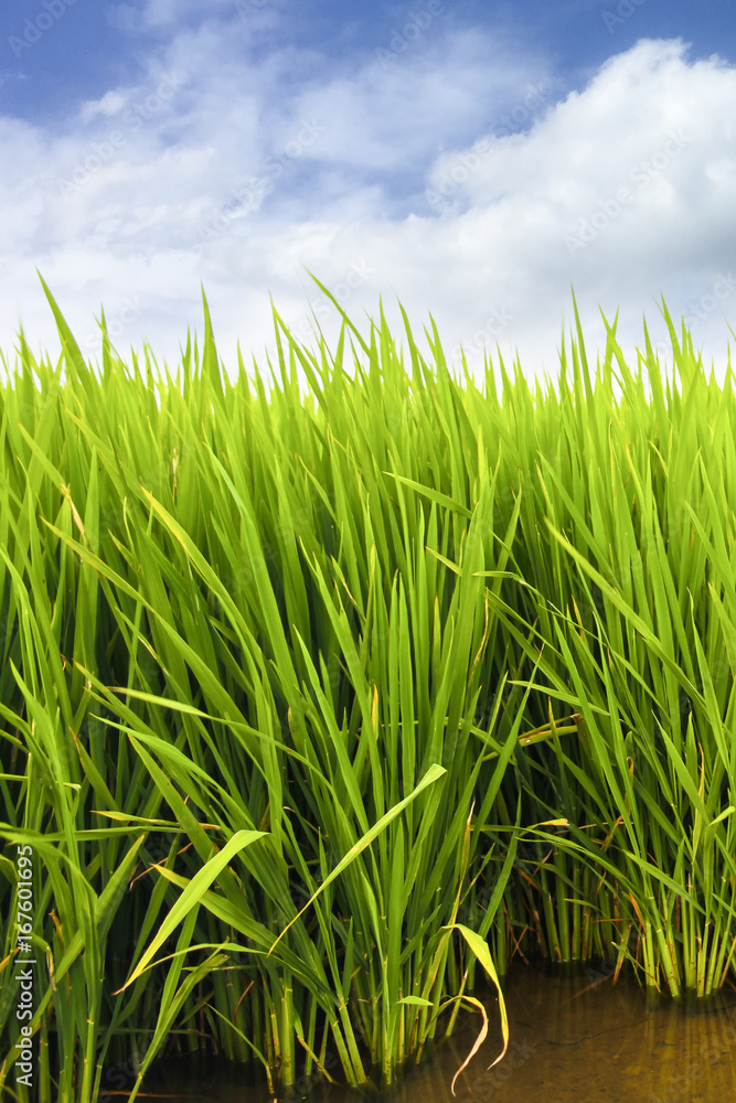 Obraz premium Green rice paddy field plantation in Asia against a beautiful blue sky with white clouds. Concept for Asia, plantation, rice terrace, food farming, organic, bio, natural, fair trade.