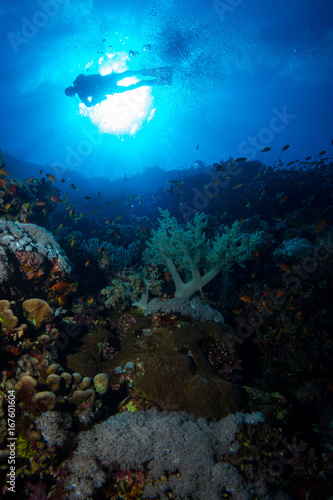 Wallpaper Mural Coral garden in the red sea Torontodigital.ca